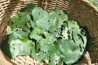 Amazing Kawakawa Leaves to make a Kawakawa Miracle Happen