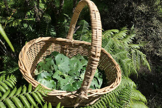 Kawakawa Leaves Gathered by Hand