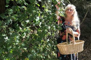 Britt Collecting Kawakawa Leaves