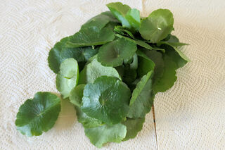 Gotu Kola Leaves