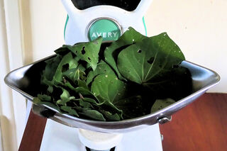 Kawakawa Leaves Being Weighed