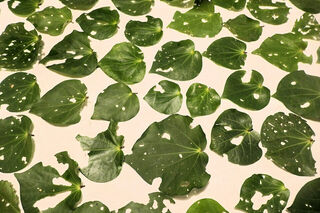 Kawakawa Leaves Drying