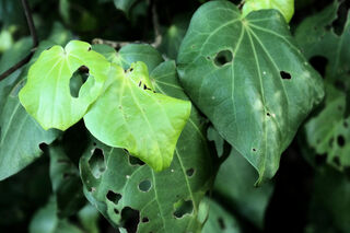 Kawakawa Leaves Where I Live