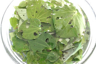 Kawakawa Leaves being Washed